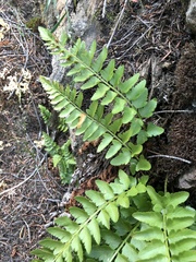 Polystichum scopulinum