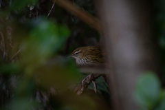 Poodytes punctatus punctatus