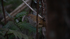 Poodytes punctatus punctatus