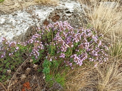 Thymus bashkiriensis
