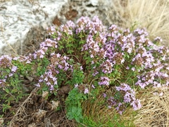 Thymus bashkiriensis