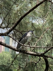 Nycticorax nycticorax