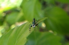 Cosmophasis thalassina