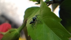 Cosmophasis thalassina