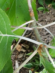 Hydrangea quercifolia