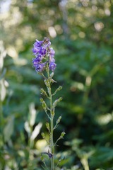 Delphinium decorum tracyi