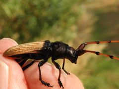 Tragidion densiventre