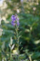 Delphinium decorum tracyi