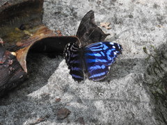 Myscelia ethusa ethusa