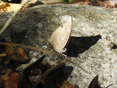 Archaeoprepona demophon centralis