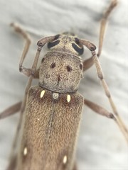 Eburia mutica