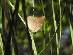 Archaeoprepona demophon centralis