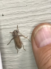 Eburia mutica
