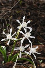 Pancratium