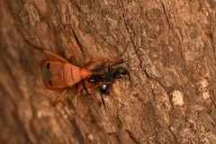 Probergrothius nigricornis