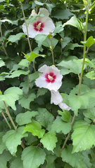 Hibiscus syriacus