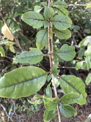 Coprosma tenuifolia