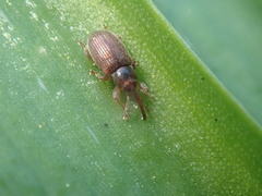 Peristoreus innocens