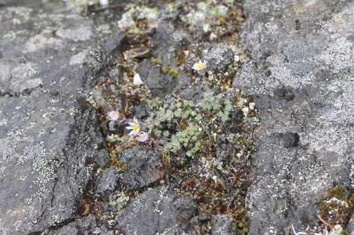 Image of Erigeron salishii by (c) J Straka, some rights reserved (CC BY)