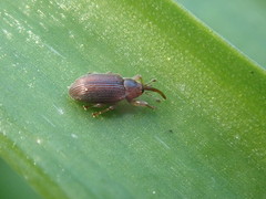 Peristoreus innocens