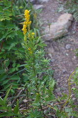 Solidago elongata