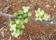 Ximenia