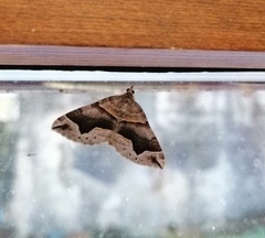 Scotopteryx moeniata