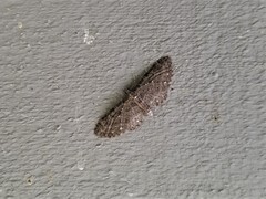 Eupithecia tripunctaria