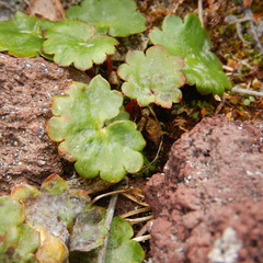 Micranthes nelsoniana