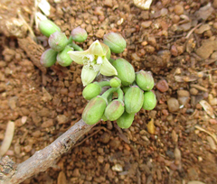 Ximenia