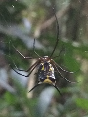 Micrathena miles