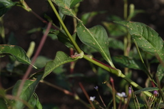 Persicaria tomentosa