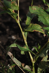 Persicaria tomentosa