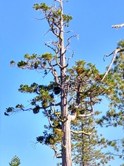 Phoradendron libocedri