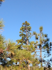 Phoradendron libocedri