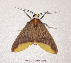 Hyperandra appendiculata