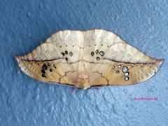 Copaxa multifenestrata