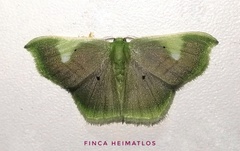 Lissocentra hydatodes