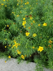 Coreopsis verticillata