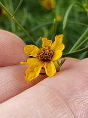 Coreopsis verticillata