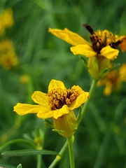 Coreopsis verticillata