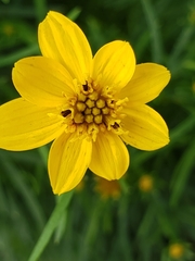 Coreopsis verticillata
