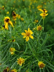 Coreopsis verticillata