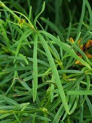 Coreopsis verticillata