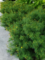 Coreopsis verticillata
