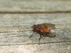 Phaonia rufiventris