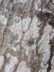 Menyllus maculicornis