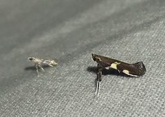 Caloptilia bimaculatella