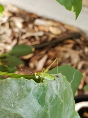 Scudderia