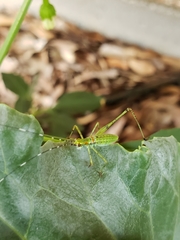 Scudderia